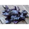 KIRA SEEDS - Seeds Opal Purple Basil - Heirloom Herbs