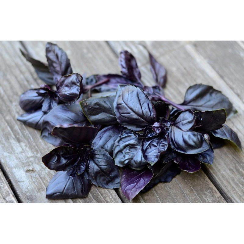 KIRA SEEDS - Seeds Opal Purple Basil - Heirloom Herbs
