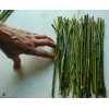 CZ Grain 50 Thin Hybrid Willow Tree Cuttings | 1/4