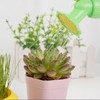 Flower Cap Head PET Bottle Planter for Gardening Self-Watering 17ea