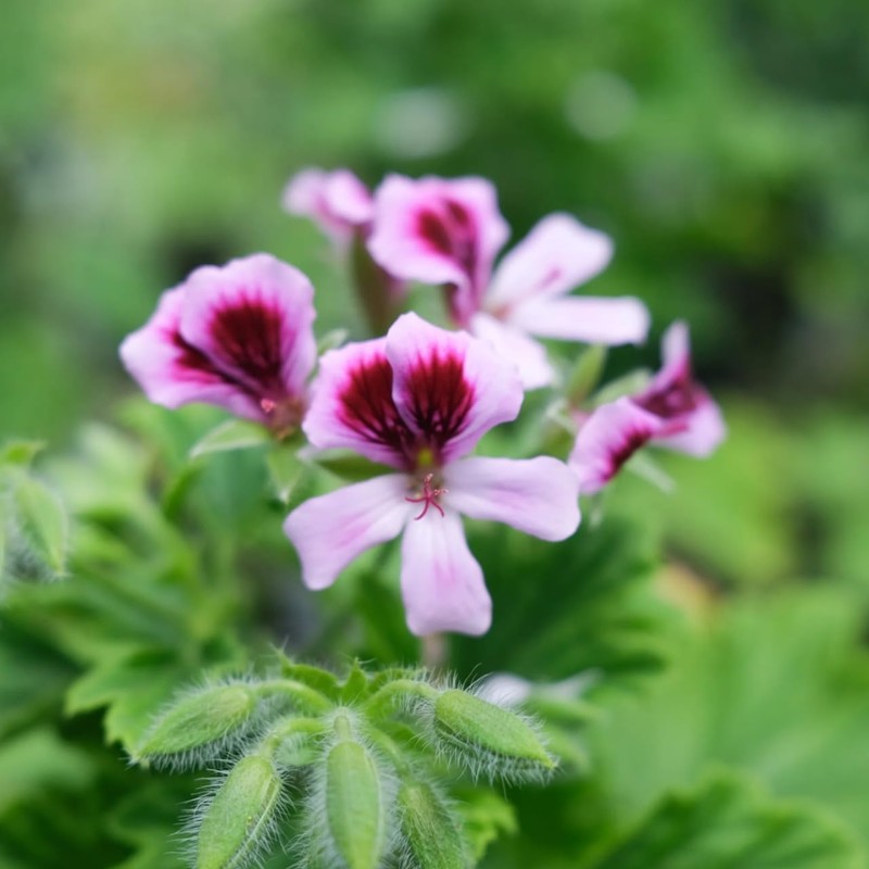 Incent Geranium Bourbon 10ml Essential Oil Essential Oil