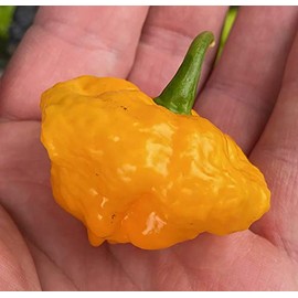 Scotch Brains Pepper Premium Seeds for Planting Packet