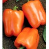 Southeast Seeds Orange Sweet Bell Pepper, NON-GMO, Heirloom, Variety Sizes,