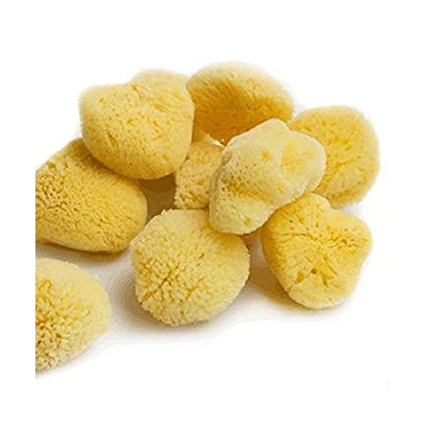 HSD Natural Artists Sea Sponge Pack of 10 Fine Texture Watercolour Painting