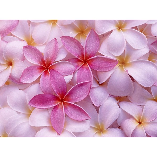Mixed Hawaiian Plumeria Frangipani Cuttings Red White Yellow Pink 8"-10" Long (Pink)