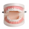 WANGCL Teeth Demonstration Model - Anatomical Tooth Model for Dental