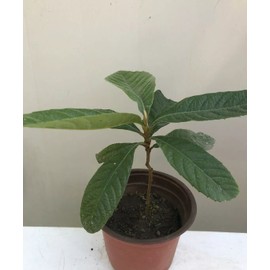 Loquat Tree 8” With Pot Seedling Tropical Ready To Plant