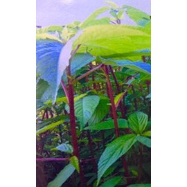 HeirloomSupplySuccess 100 Heirloom Red Mulukhiyah, Molokhia, Egyptian Spinach Seeds