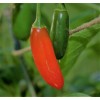 caliberworks 100+ Hot Serrano Pepper Seeds | NON-GMO | Heirloom | Fresh USA