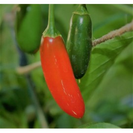 caliberworks 100+ Hot Serrano Pepper Seeds | NON-GMO | Heirloom | Fresh USA