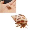 Luckybaby Shell Hermit Crab Shells Medium Small Mini Turbo Seashell