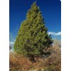 Tree Eastern Red Cedar Tree Juniperus Virginiana 5"Rescue Seedling* Ball