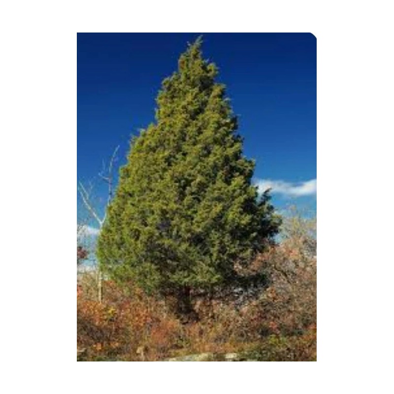Tree Eastern Red Cedar Tree Juniperus Virginiana 5"Rescue Seedling* Ball