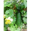 Little Seed Store 30+LUFFA SPONGE GOURD Seeds Loofah Loofa Lofa