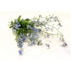 Health Embassy Speedwell Herb (Veronica Officinalis – Veronicae Herba) (50g)