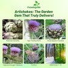 Outsidepride Artichoke Violet Vegetable Seeds - 200 Pcs Perennial, Hardy