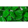 Bayside Candy Gummy Collection - Gummi Collection Gummy Green Frogs