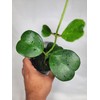 Hoya Kerrii with Heartshape Leaves Live Hoya Plant Great Gift