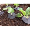 Linic Products UK Made, Reusable Cabbage Plant Protector Barrier Guard