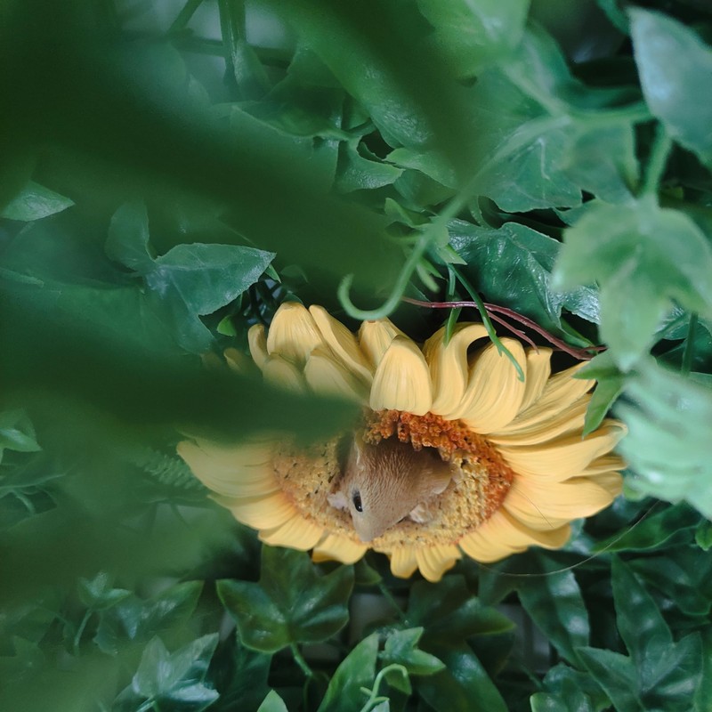 Vivid Arts - Hanging Harvest Mouse/Sunflower - HGF-022