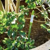 Cabinoche SUSTEE Watering Checker Susty M Size Green C-0012-GR 4pcs