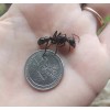REAL DEAL Bullet Ant! ( Paraponera Clavata) WET SPECIMEN