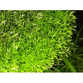 Crystalwort - Riccia Fluitansl Live Aquarium Plant Freshwater Rooted