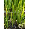 Seedville ™ by Seedville USA Canary Island Date, Pineapple Palm,
