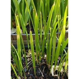 Seedville ™ by Seedville USA Canary Island Date, Pineapple Palm, Phoenix Canariensis 2 Live Plants, 12" - 15"