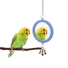 Pet Bird Mirror with Bell Interactive Parrot Toy Bird Cage Mirror for Cockatiel Parakeets Canaries Budgie (BLUE)