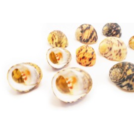 Florida Shells and Gifts 100 Beautiful Small Nerita Peloronta Shells (Bleeding Tooth) Seashells 1/2"-1"