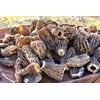 Wild Morel Mushrooms - Sun-Dried Caps (4 - 8 cm)