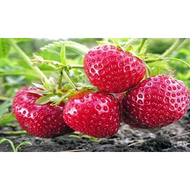 Hand Picked Nursery Albion Everbearing Strawberry Plants Live for Planting, Non-GMO Live Outdoor Plants - 10 Live Plants