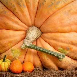Pumpkin-Atlantic Giant (10 Seeds)
