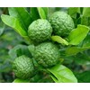 SABUN YS (Limau Purut) Buatan Tangan Oleh Ys Herbs Farm