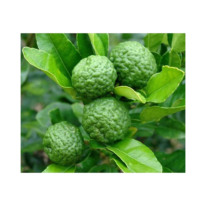 SABUN YS (Limau Purut) Buatan Tangan Oleh Ys Herbs Farm