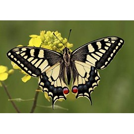 Cornelissen 3D Postcard Butterfly, Swallowtail, 16 x 11 cm, Animal, Butterfly, Greeting Card, Postcard, Everyday Mood, Adults and Older Children