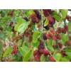 Mulberry 25 Mulberry SEEDS Morus Rubra TX USA Fruit Tree