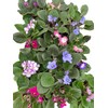 Novelty African Violet - 4" Pot - Best Blooming Plant