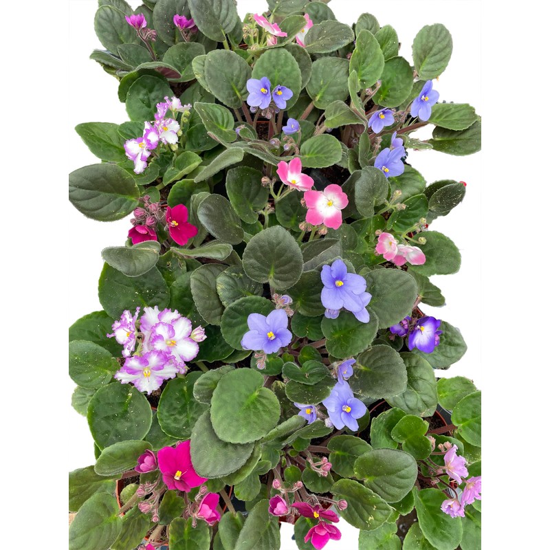 Novelty African Violet - 4" Pot - Best Blooming Plant