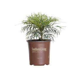 Soft Caress Mahonia, 2 Gallon Shrub - Feathery Evergreen Foliage