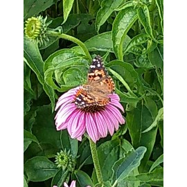 The Green Grove Garden 75+ Echinacea Purple Coneflower Seeds Medicinal Herbal Seeds Wildflower 2021 E1