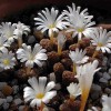 Mixed White Flower Lithops Seeds, Succulent Plants, 100pcs/pack