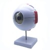 Sudemota 6x Enlarged Anatomical Model of the Human Eye, Anatomically