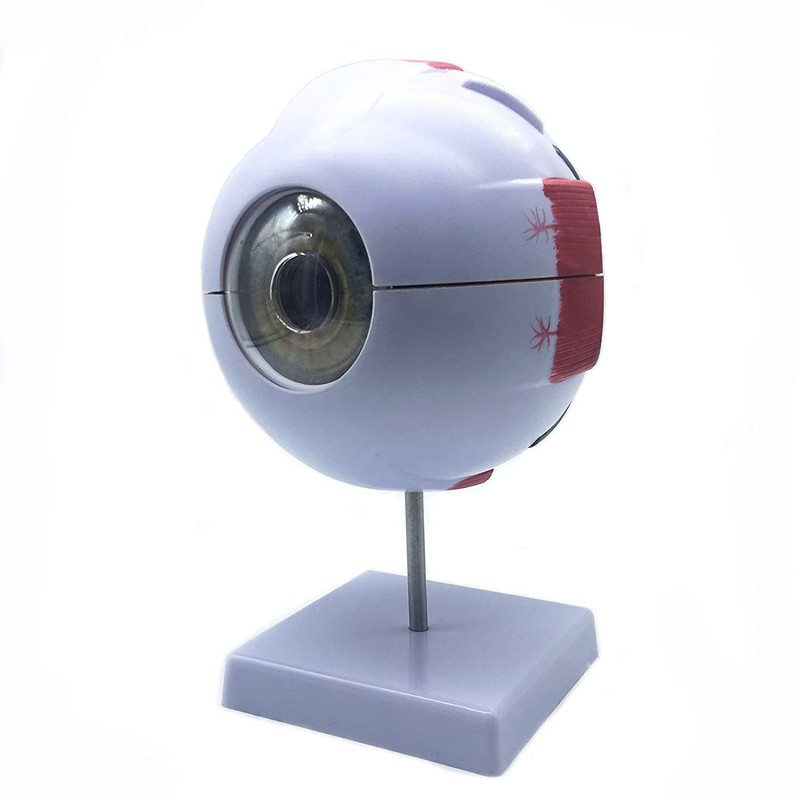 Sudemota 6x Enlarged Anatomical Model of the Human Eye, Anatomically