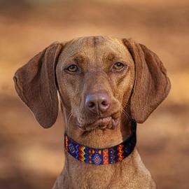 QQPETS Adjustable Soft Dog Collar: Print Flower Pink Multicolor Cute Patterns for XS Small Medium Large Pet Girl Boy Puppy Walking Running Training