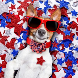 Huhumy 50 Pcs Patriotic Dog Collar Flowers Bulk 4th of July Star Dog Bow Tie Flower Grooming Charms Accessories for Puppy Cat Pets Collar Attachment Embellishment Independence Day Party Costume