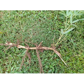 Bamboo, Live root MOSO Live Bamboo Root 6pc per order, 5 in or longer.