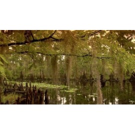 Ma Marie's African JuJu Oil Increase Magical Power Oils Rituals Hoodoo Conjure