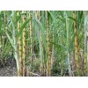 Sugarcane 1 Sugarcane Plant With Pot 8” Sweet Juicy Tropical